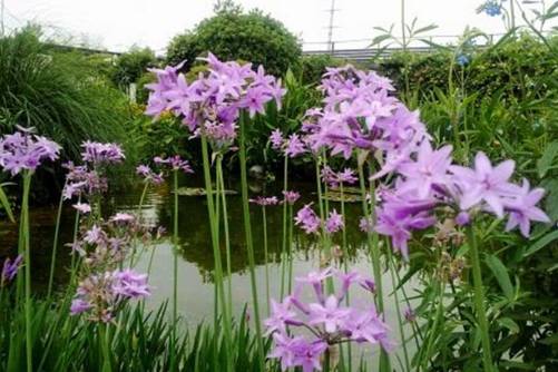 紫娇花养殖方法