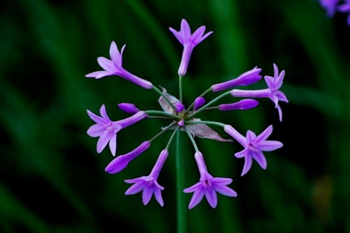 紫娇花养殖方法