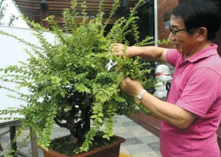 雀梅下山桩怎么修剪