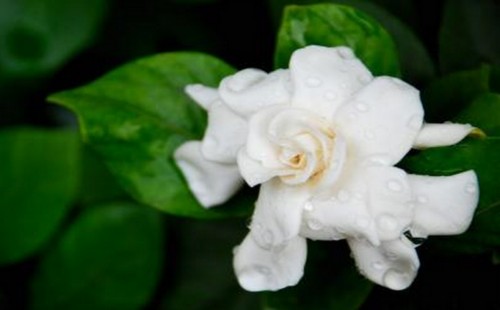 盆栽栀子花怎么浇水-栀子花浇水方法