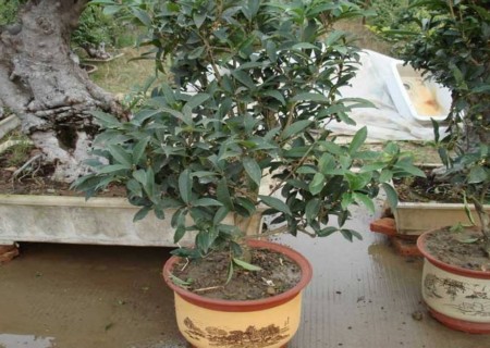盆栽四季桂花的修剪方法
