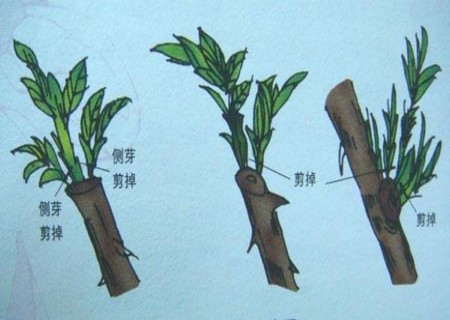 盆栽一叶兰的修剪方法