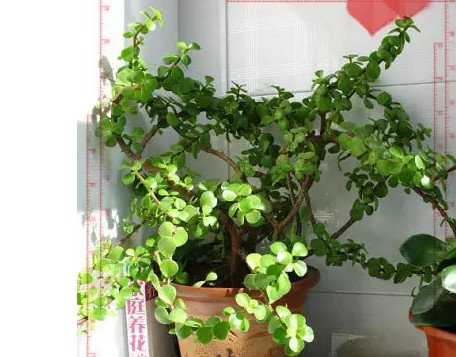 金枝玉叶盆景修剪方法