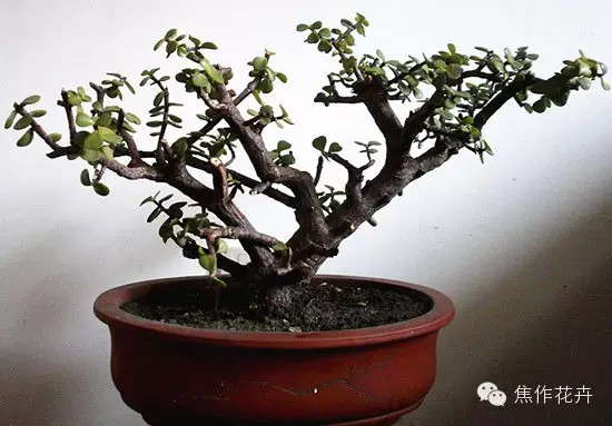金枝玉叶盆景修剪方法