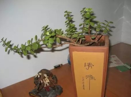 金枝玉叶盆景修剪方法