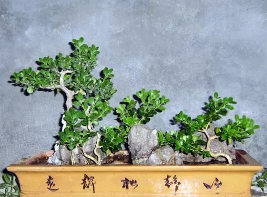 雀舌黄杨盆景修剪技术