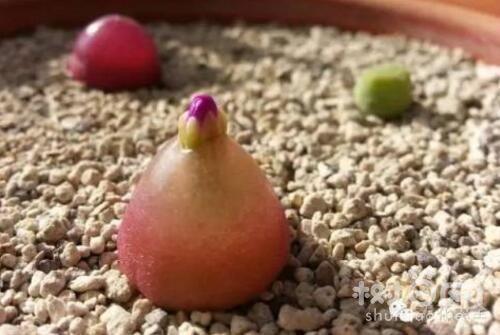 多肉灯泡怎么养更易开花