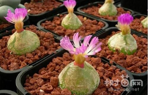 多肉灯泡怎么养更易开花