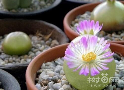 多肉灯泡怎么养更易开花