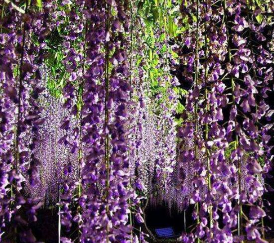 紫藤花浇水技巧