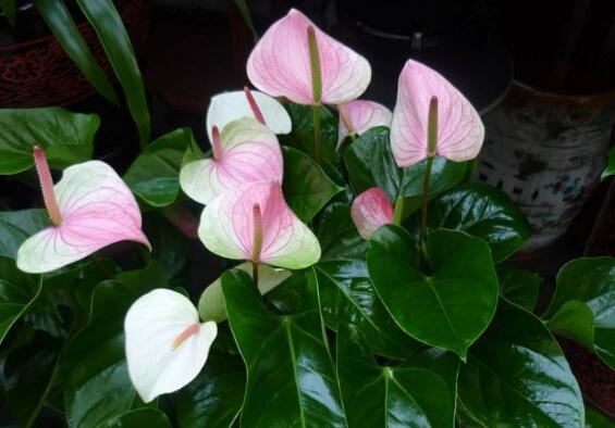 粉掌怎么养开花多