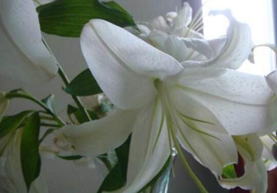 如何养百合花保鲜