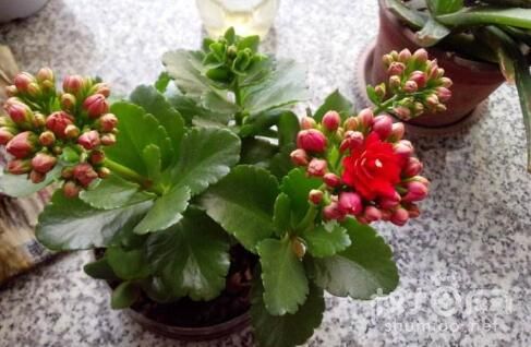 长寿花的3种浇水方法