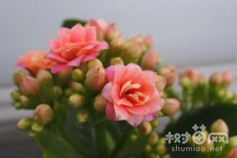 长寿花的3种浇水方法