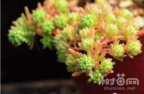 薄雪万年草的3种浇水方法