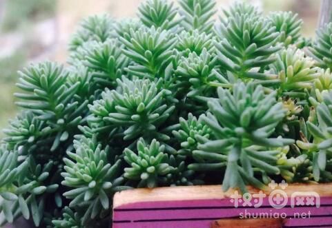 薄雪万年草的3种浇水方法