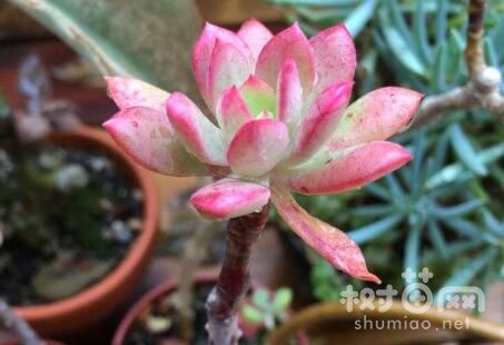 红稚莲长高了需控水控肥加强光照