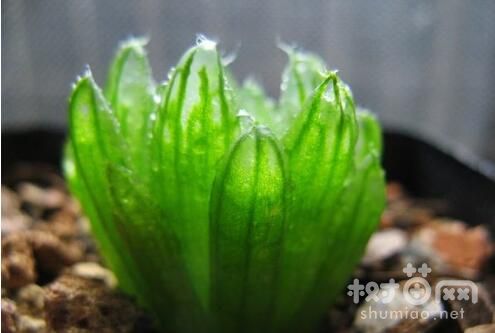 三角琉璃莲不同生长期浇水方法