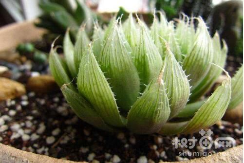 三角琉璃莲不同生长期浇水方法