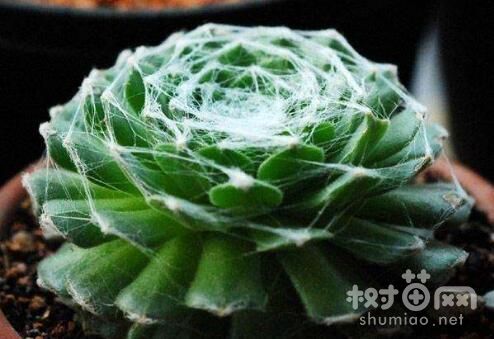蛛丝卷绢的四季养护方法