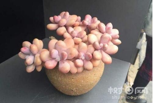 桃之卵的四季养护方法