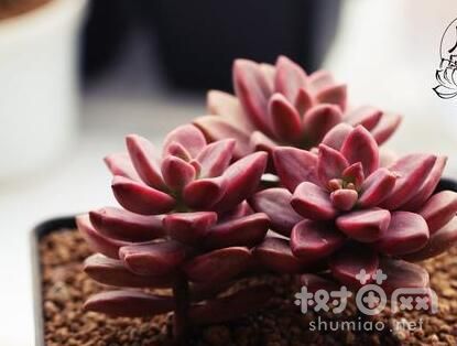 姬胧月锦爆盆养护方法