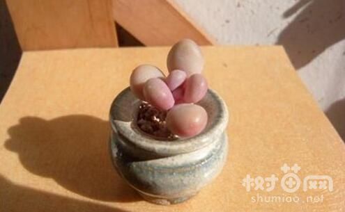 桃美人怎么养才漂亮，光照是关键