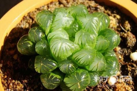 施肥季节