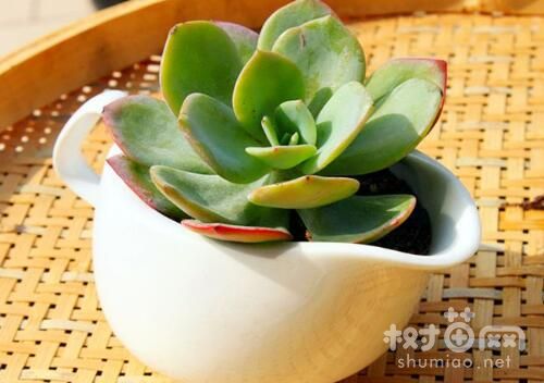 白凤多肉的养殖方法