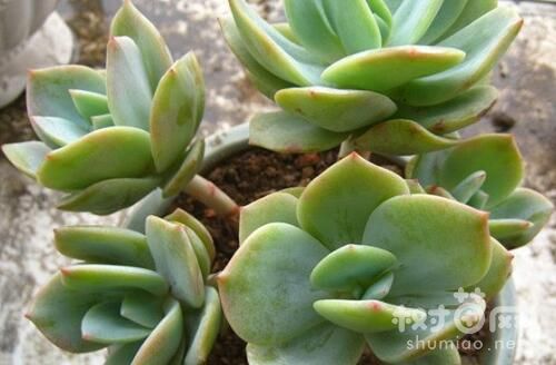 白凤多肉的养殖方法