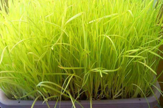 韭黄的种植方法