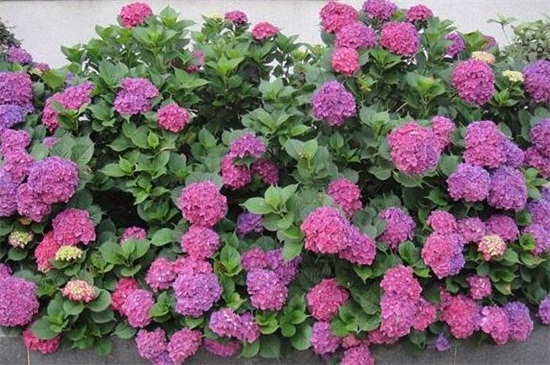八仙花的四季浇水方法