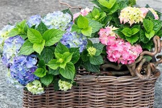 八仙花的四季浇水方法