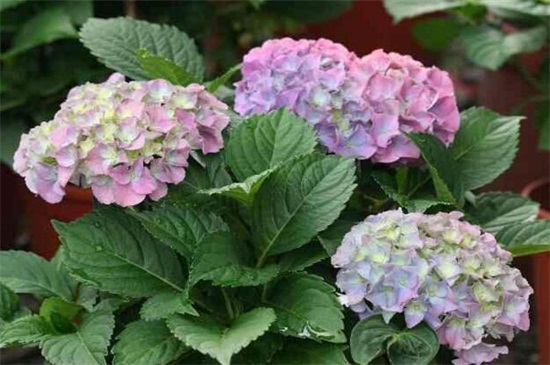 八仙花的四季浇水方法