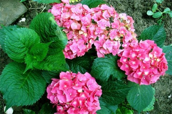 八仙花的四季浇水方法