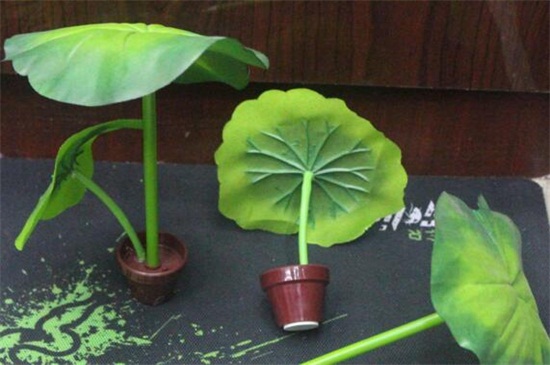 荷叶的养殖方法