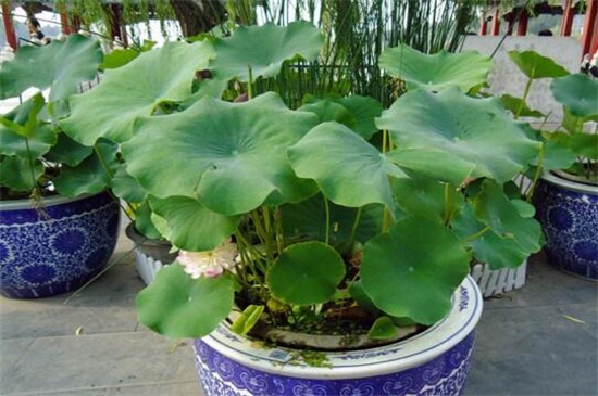 荷叶的养殖方法
