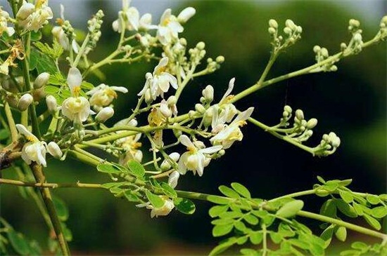 辣木籽种子的种植方法