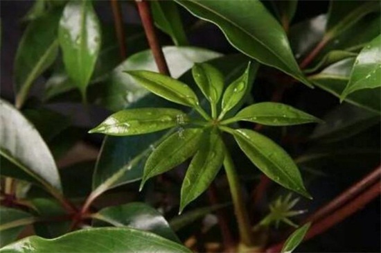 大叶伞的浇水方法