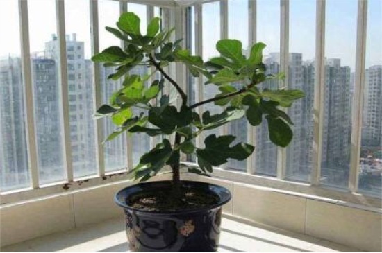 换盆后养护