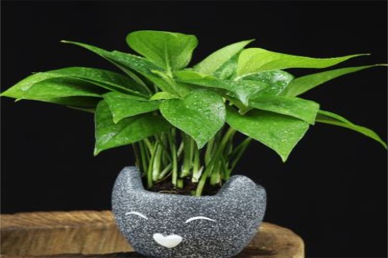 换盆后养护