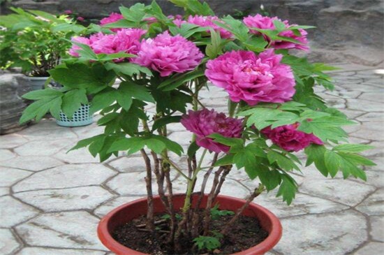 芍药花种植方法盆栽