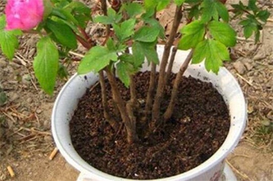 芍药花种植方法盆栽