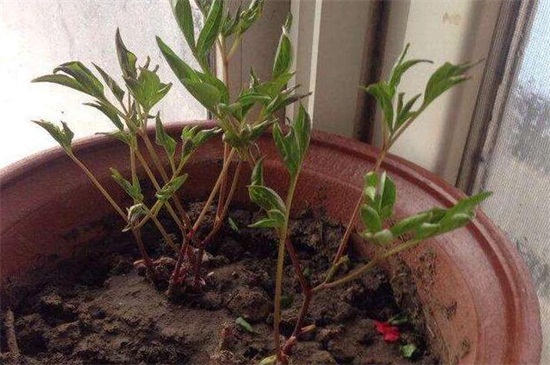 芍药花种植方法盆栽