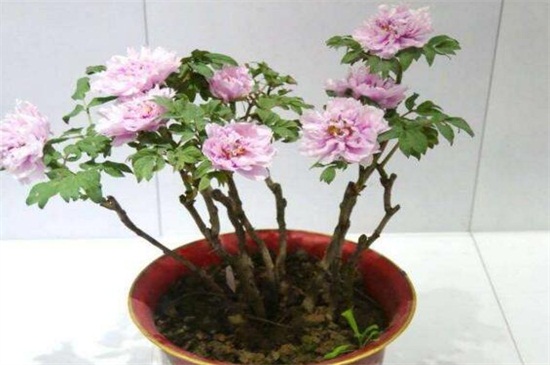 芍药花种植方法盆栽