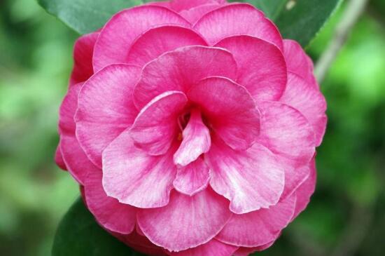 茶花花蕾期可以修剪新叶