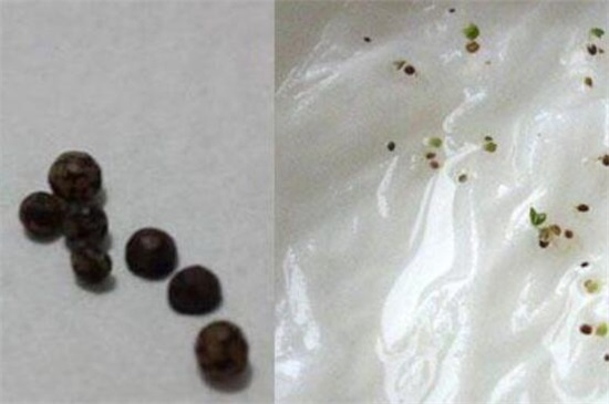 文竹种子种植方法如下，4个步骤即可种活文竹种子