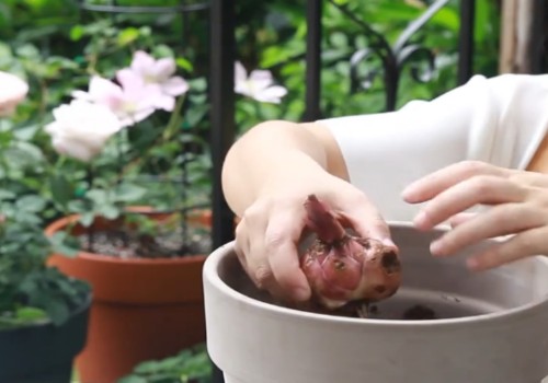 马上开花的百合能换盆吗
