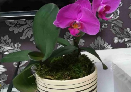 蝴蝶兰用水苔怎么种植