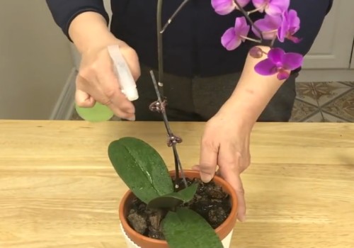 怎么判断蝴蝶兰需要浇水
